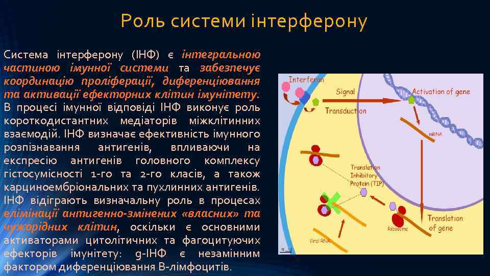 Роль системи інтерферону Система інтерферону (ІНФ) є інтегральною частиною імунної системи та забезпечує координацію