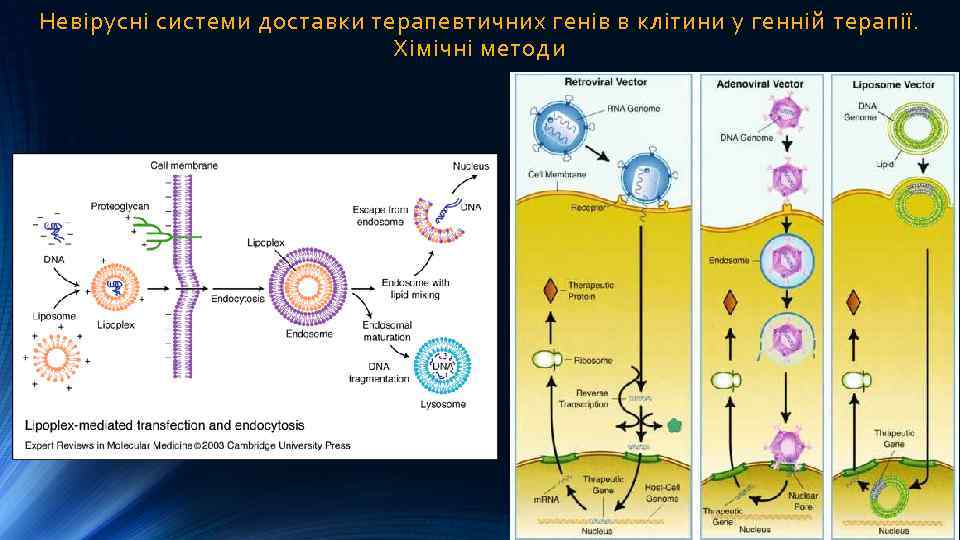 Невірусні системи доставки терапевтичних генів в клітини у генній терапії. Хімічні методи 