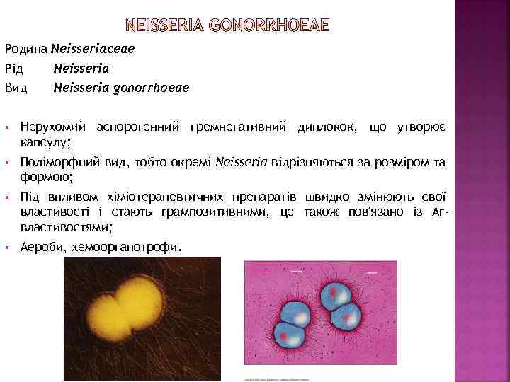 Родина Neisseriaceae Рід Neisseria Вид Neisseria gonorrhoeae § Нерухомий аспорогенний гремнегативний диплокок, що утворює