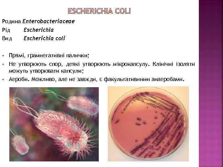 Родина Enterobacteriaceae Рід Escherichia Вид Escherichia coli § Прямі, грамнегативні палички; § Не утворюють