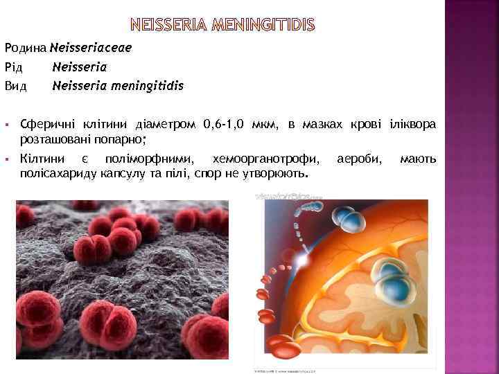 Родина Neisseriaceae Рід Neisseria Вид Neisseria meningitidis § Сферичні клітини діаметром 0, 6 -1,