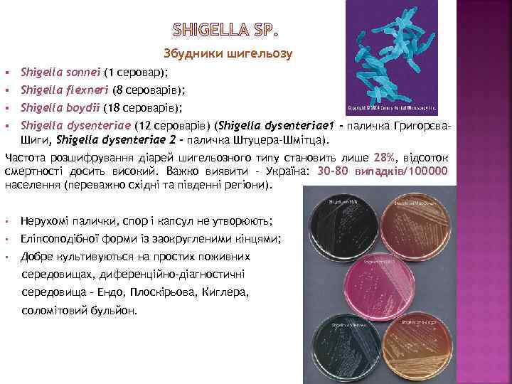 Збудники шигельозу § Shigella sonnei (1 серовар); § Shigella flexneri (8 сероварів); § Shigella