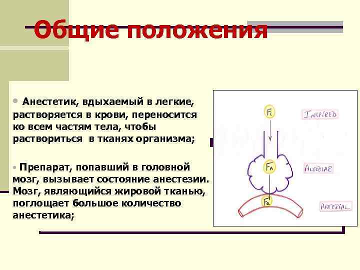 Общие положения • Анестетик, вдыхаемый в легкие, растворяется в крови, переносится ко всем частям