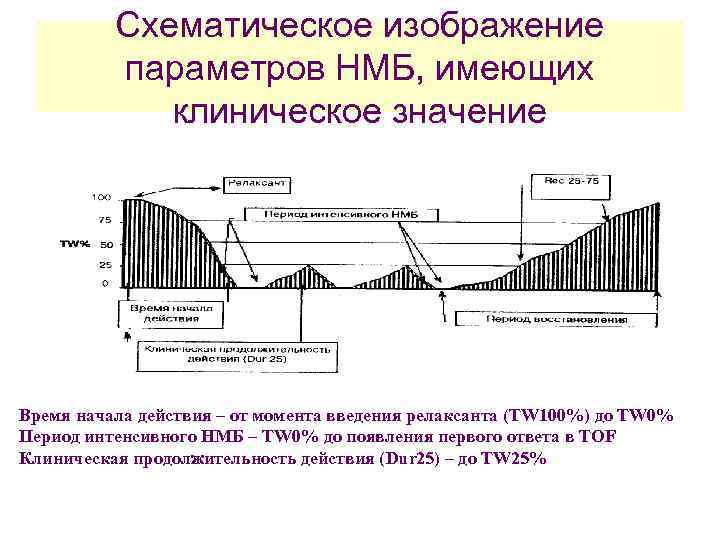 Схематическое изображение параметров НМБ, имеющих клиническое значение Время начала действия – от момента введения