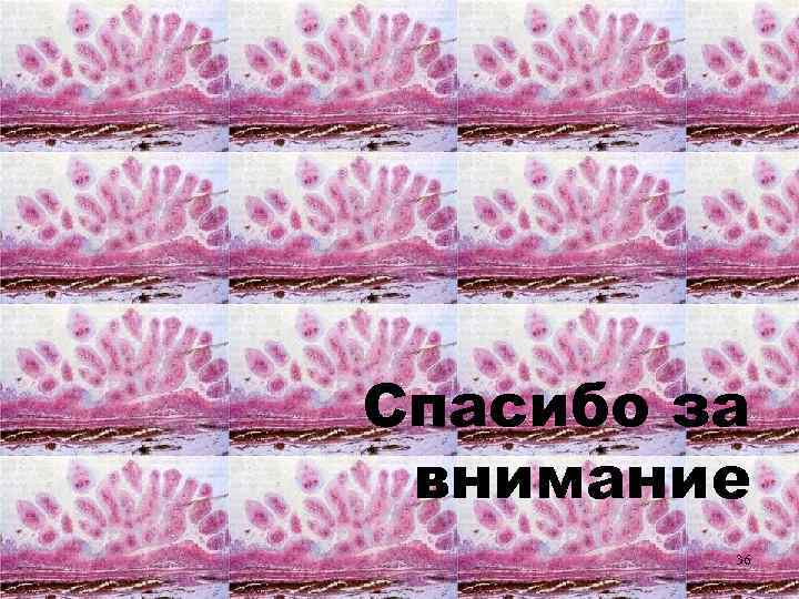 Спасибо за внимание 36 