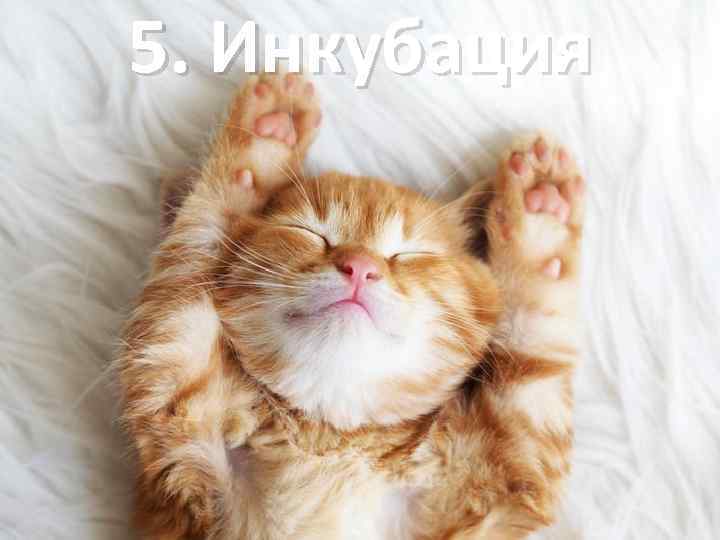 5. Инкубация 