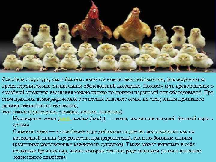 Семейная структура, как и брачная, является моментным показателем, фиксируемым во время переписей или специальных