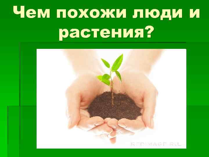 Чем похожи люди и растения? 