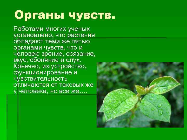 Органы чувств. Работами многих ученых установлено, что растения обладают теми же пятью органами чувств,