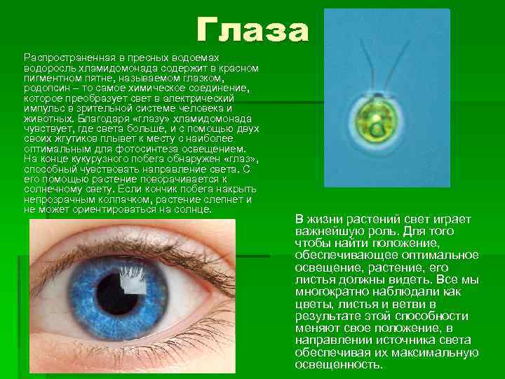 Глаза Распространенная в пресных водоемах водоросль хламидомонада содержит в красном пигментном пятне, называемом глазком,