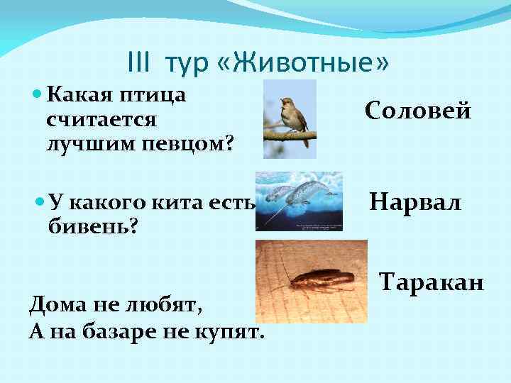 III тур «Животные» Какая птица считается лучшим певцом? У какого кита есть бивень? Дома