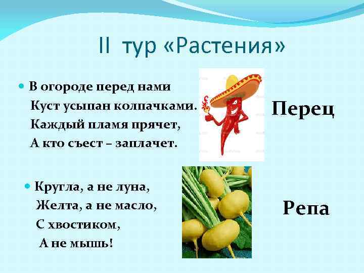 II тур «Растения» В огороде перед нами Куст усыпан колпачками. Каждый пламя прячет, А