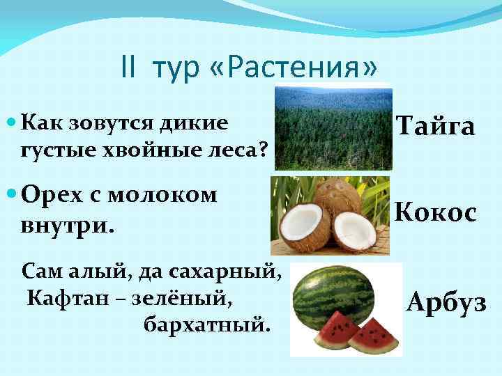 II тур «Растения» Как зовутся дикие густые хвойные леса? Тайга Орех с молоком внутри.