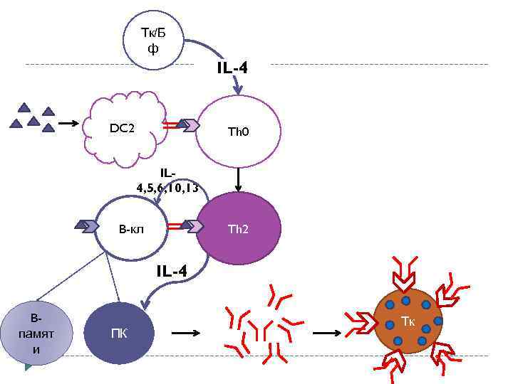 Тк/Б ф IL-4 DC 2 Th 0 IL 4, 5, 6, 10, 13 B-кл