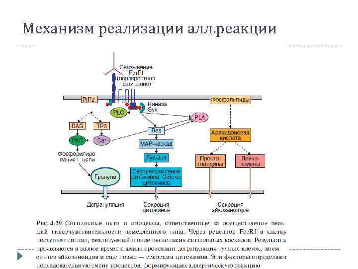 Механизм реализации алл. реакции 