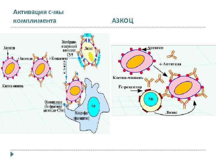 Активация с-мы комплимента АЗКОЦ 