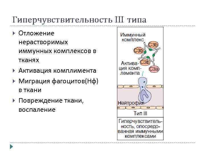 Гиперчувствительность 3 типа