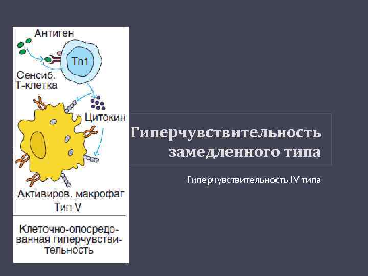 Гиперчувствительность замедленного типа Гиперчувствительность IV типа 