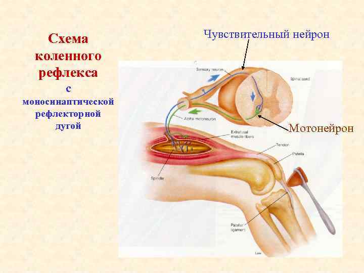 Схема коленного рефлекса Чувствительный нейрон с моносинаптической рефлекторной дугой Мотонейрон 