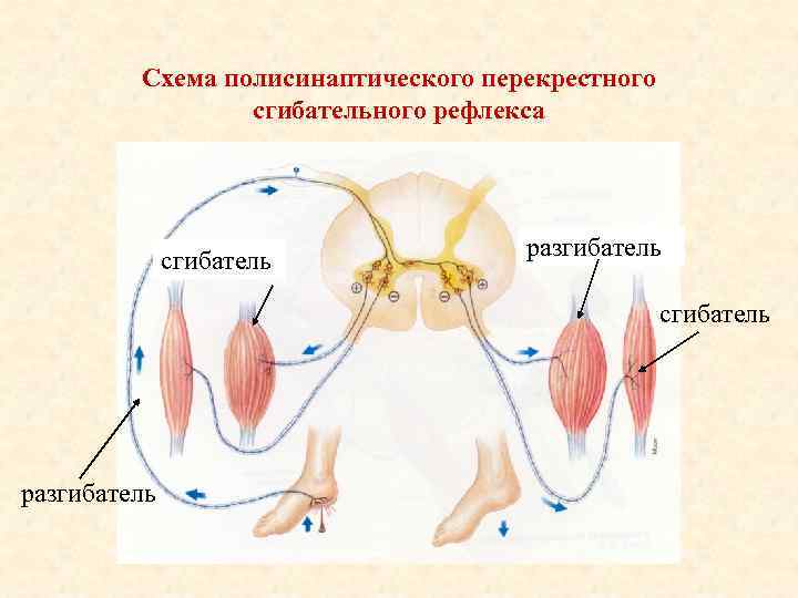 Схема полисинаптического перекрестного сгибательного рефлекса сгибатель разгибатель 