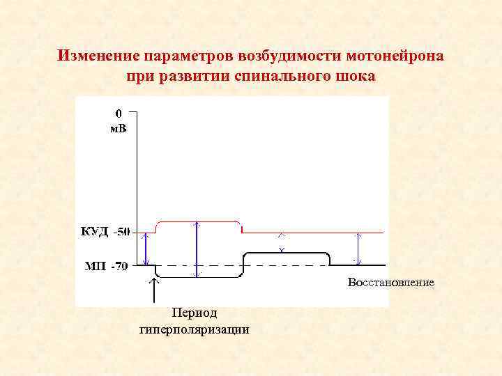 Изменение параметров возбудимости мотонейрона при развитии спинального шока Восстановление Период гиперполяризации 
