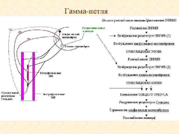 Гамма петля 