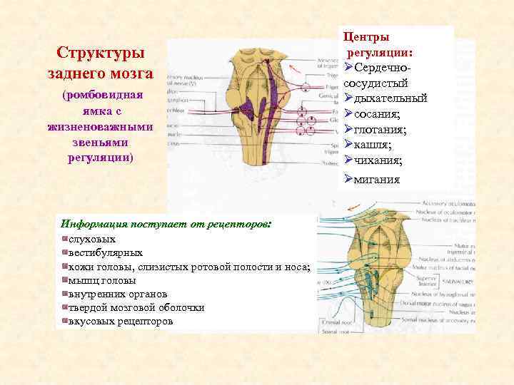 Ромбовидная ямка рисунок