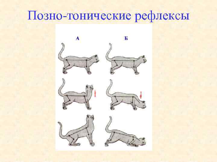 Позно тонические рефлексы 