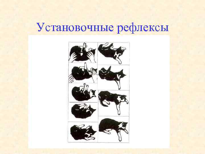 Установочные рефлексы 