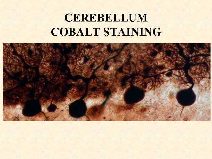 CEREBELLUM COBALT STAINING 