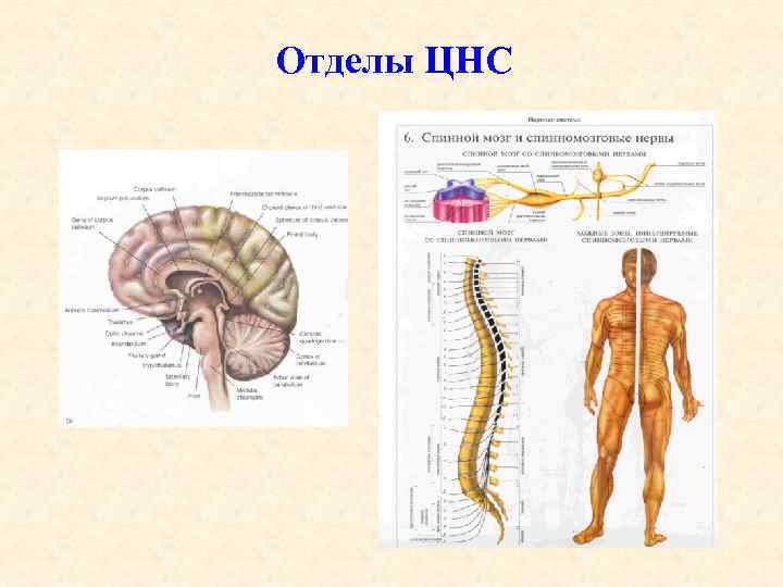Отделы ЦНС 