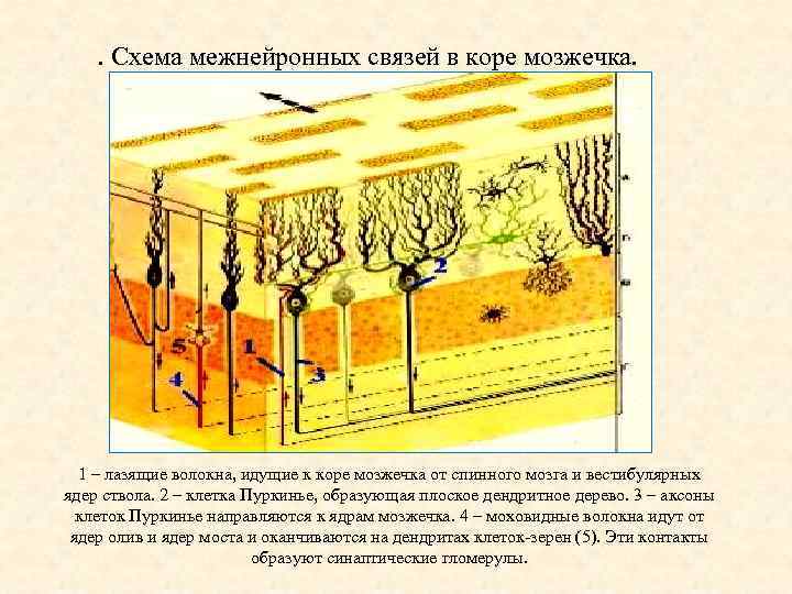 Схема межнейронных связей в коре мозжечка