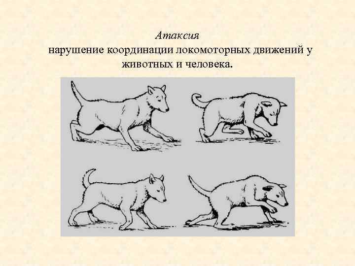 Атаксия нарушение координации локомоторных движений у животных и человека. 