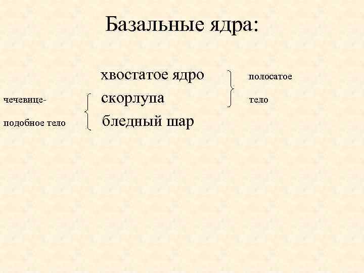 Базальные ядра: хвостатое ядро полосатое чечевице скорлупа тело подобное тело бледный шар 