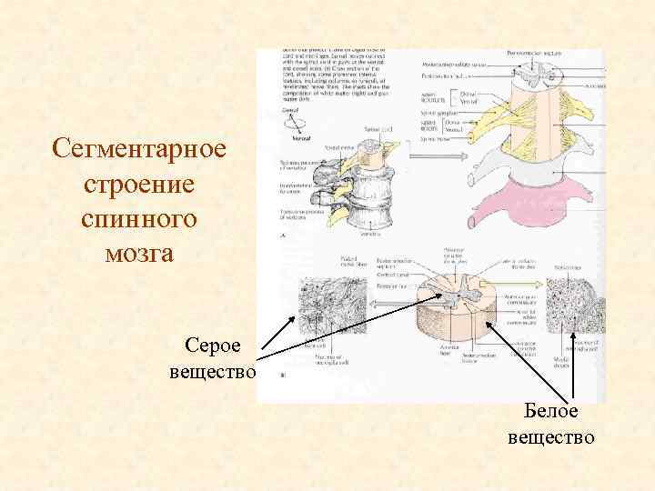 Сегментарное строение спинного мозга Серое вещество Белое вещество 