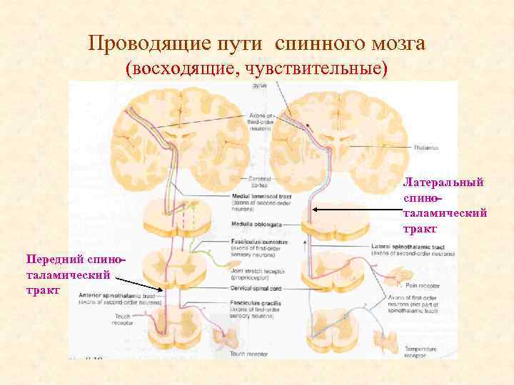 Передний спиноталамический путь схема