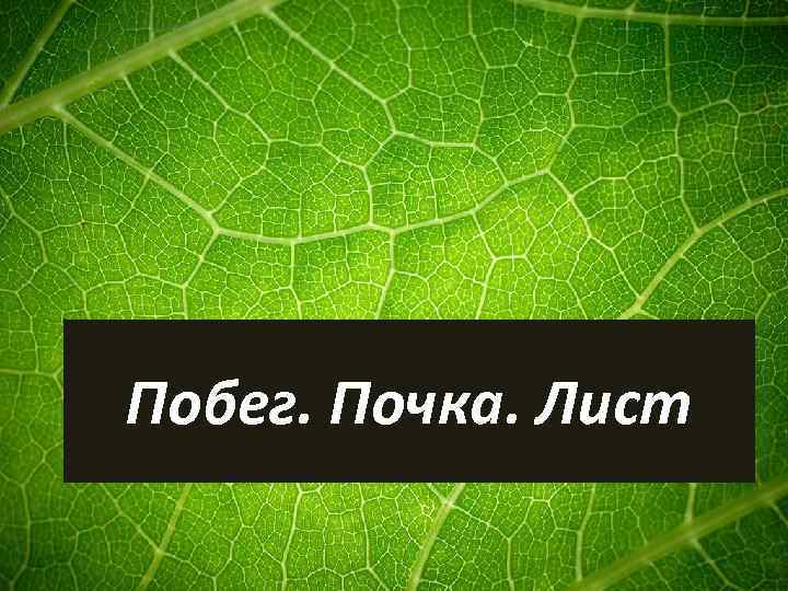 Побег. Почка. Лист 