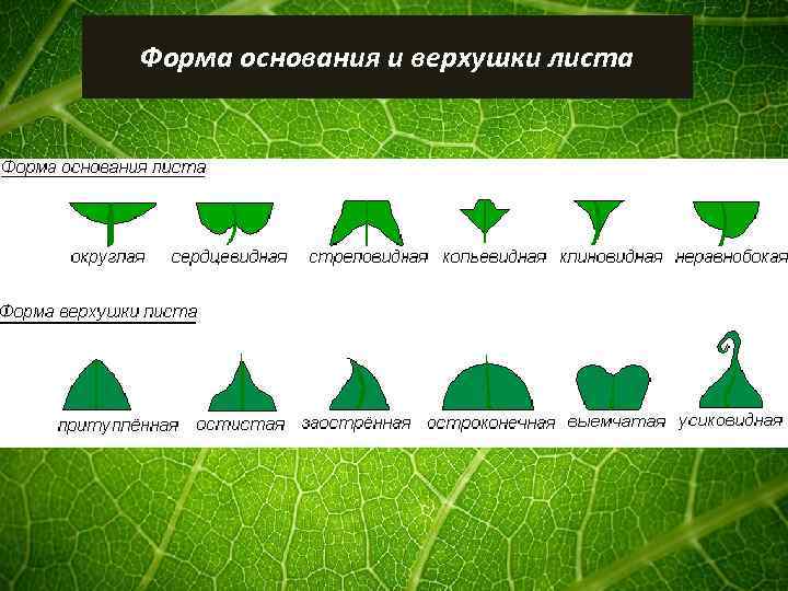 Форма основания и верхушки листа 