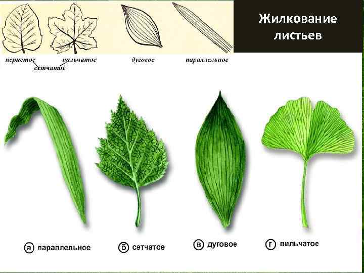 Жилкование листьев 