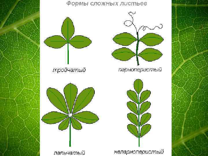 Название растения листья простые. Тройчатые пальчатые и перистые листья. Пальчатосложный лист. Перисто-тройчатые и пальчато-тройчатые листья. Тройчатосложный черешковый лист.