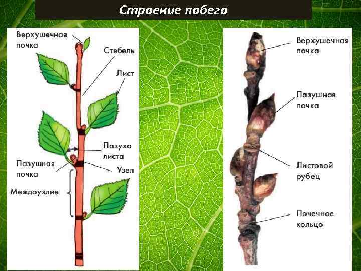 Строение побега 