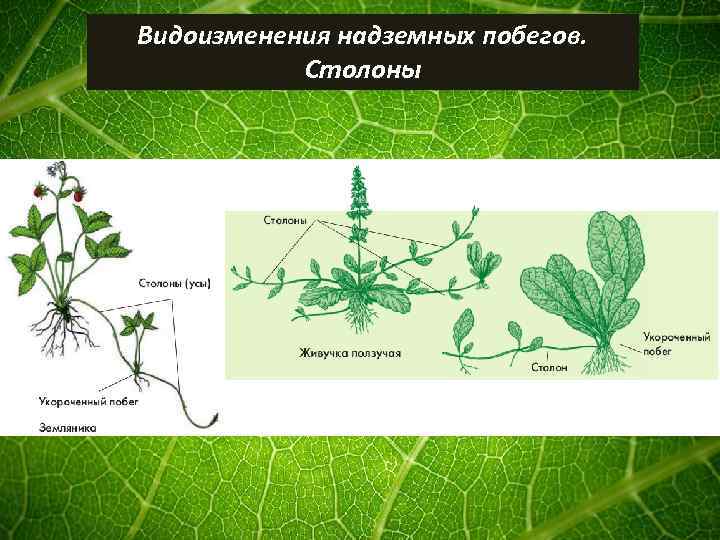 Видоизменения надземных побегов. Столоны 