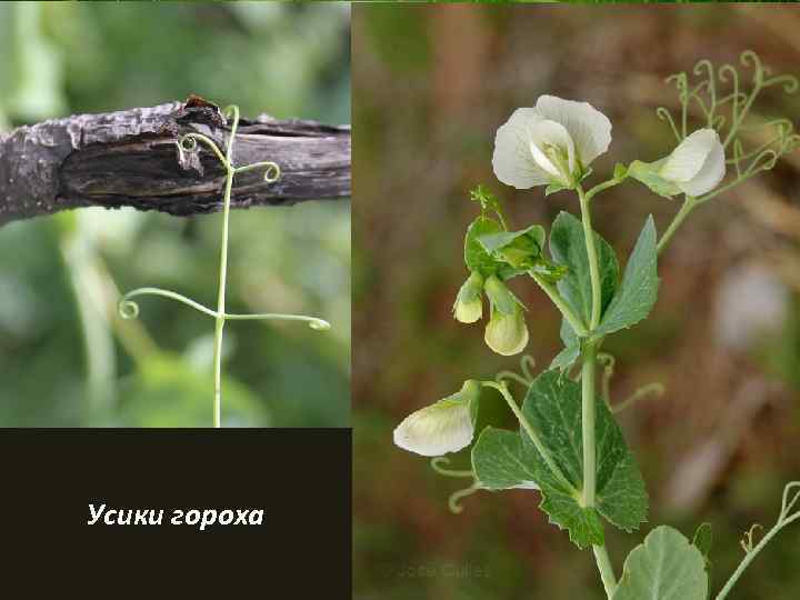 Фото листья гороха