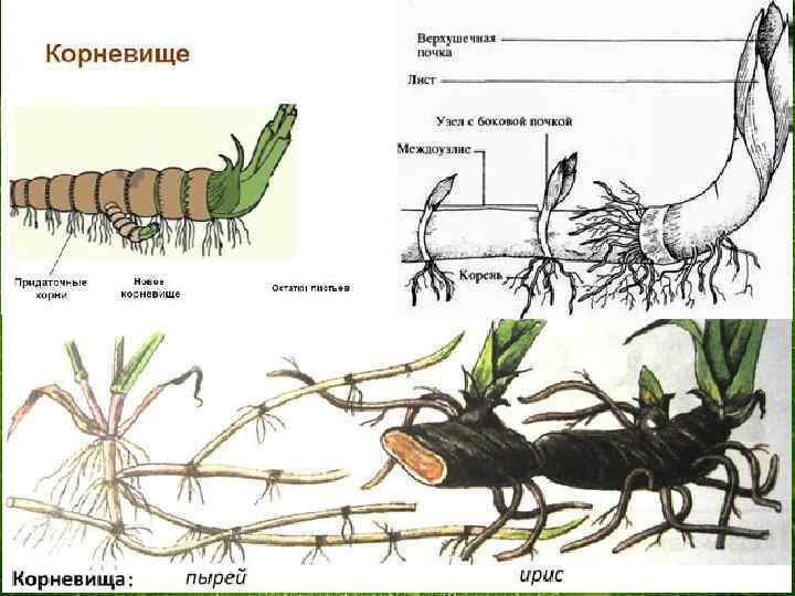 Рисунок корневища. Корневище пырея ползучего схема. Корневище пырея схема. Внешнее строение корневища пырея. Корневище пырея ползучего строение.