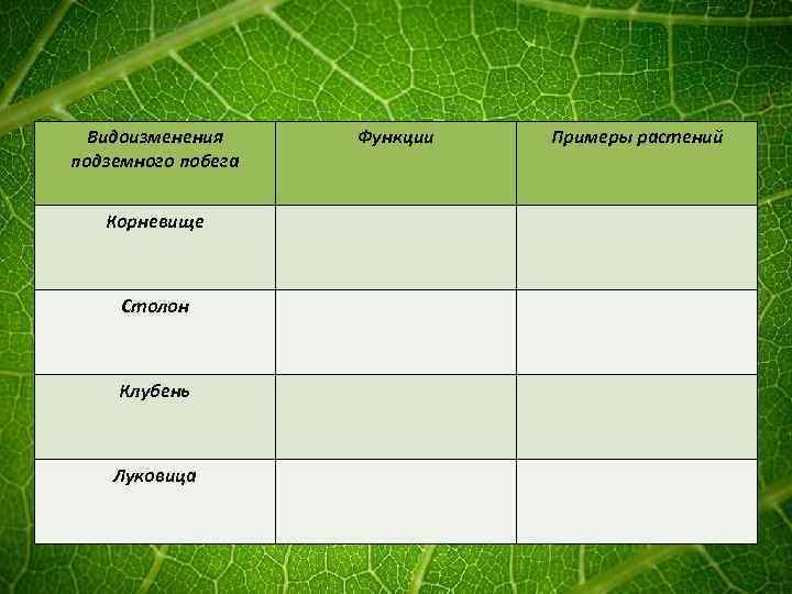 Заполни таблицу примерами растений. Таблица по биологии 6 класс видоизменение побегов. Метаморфозы побегов растений таблица. Видоизменение подземных побегов 6 класс таблица. Видоизменения побегов растений таблица.