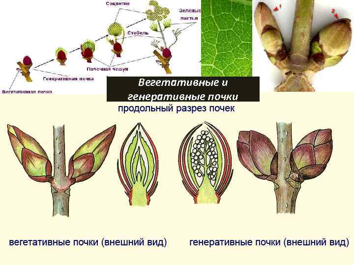 Вегетативные и генеративные почки 