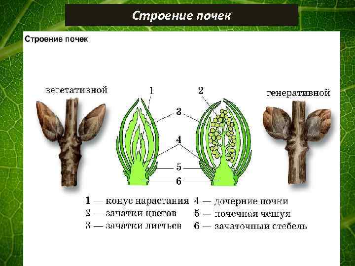 Строение почек 