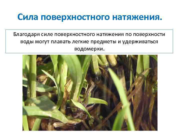 Сила поверхностного натяжения. Благодаря силе поверхностного натяжения по поверхности воды могут плавать легкие предметы