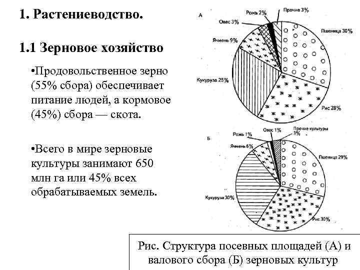 1. Растениеводство. 1. 1 Зерновое хозяйство • Продовольственное зерно (55% сбора) обеспечивает питание людей,