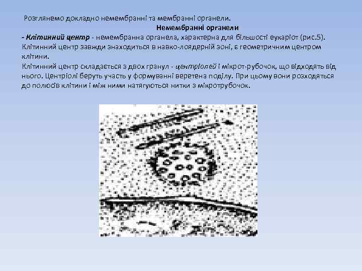 Розглянемо докладно немембранні та мембранні органели. Немембранні органели - Клітинний центр - немембранна органела,
